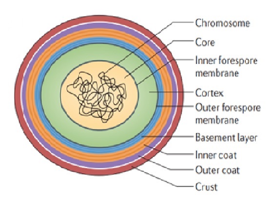 Lợi khuẩn Bacillus