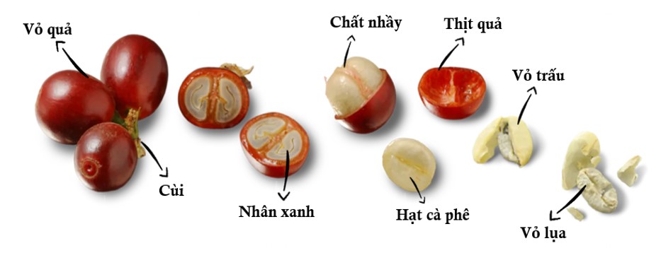 Tiềm năng chưa khai thác của Quả Cà phê, công nghệ KMTG