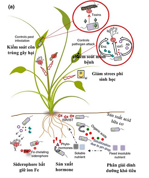 Vai trò của Bacillus đối với thực vật